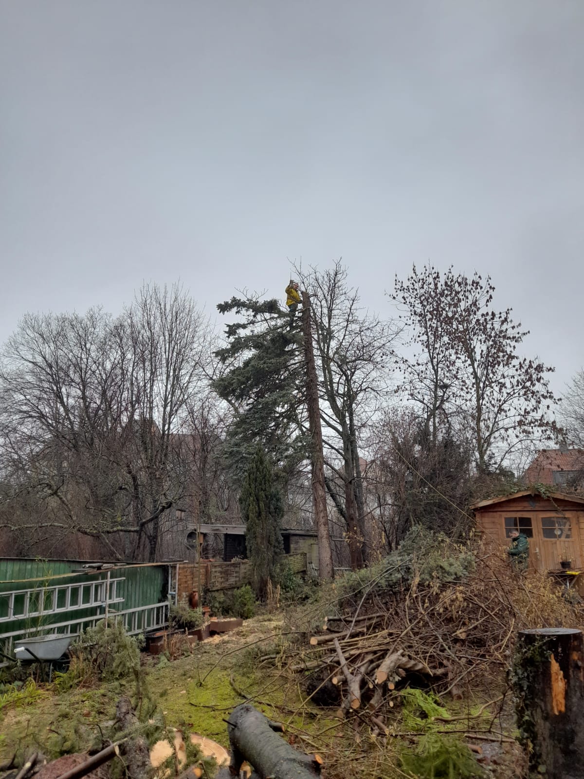 Spezialfällung eines hohen Baumes